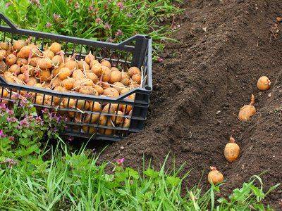 Посадка и выращивание картофеля по новым технологиям - fikus.guru