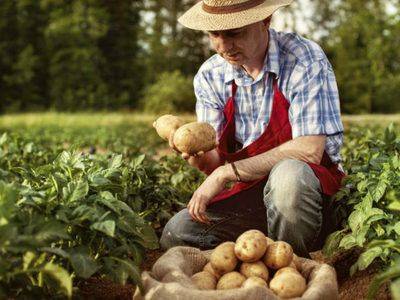Как вырастить хороший урожай картофеля - fikus.guru