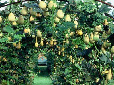 Декоративная тыква-груша: выращивание и виды - fikus.guru