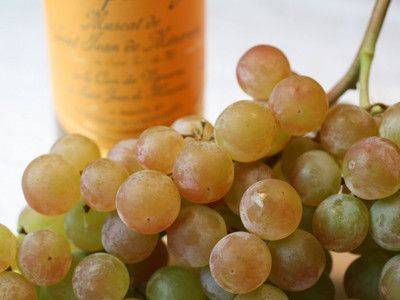 Характеристика винограда сорта Мускат: Белый и иные виды - fikus.guru - Франция - Греция - Крым - Италия - г. Виноград - Чили