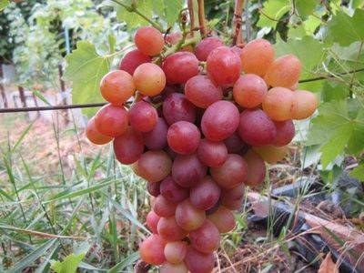 Виноград "Ливия": описание сорта, уход - fikus.guru - Ливия - г. Виноград