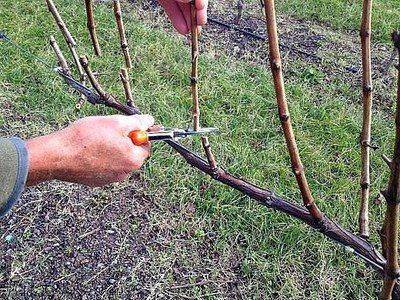 Обрезка винограда весной для начинающих - fikus.guru - г. Виноград