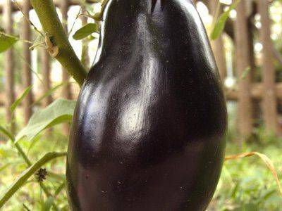 Правила выращивания баклажана черный красавец, описание сорта - fikus.guru - Россия