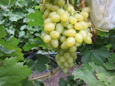 Особенности винограда сорта Аркадия - fikus.guru - г. Виноград - Молдавия