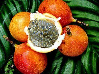 Экзотический фрукт гранадилла: описание и полезные свойства - fikus.guru - Австралия