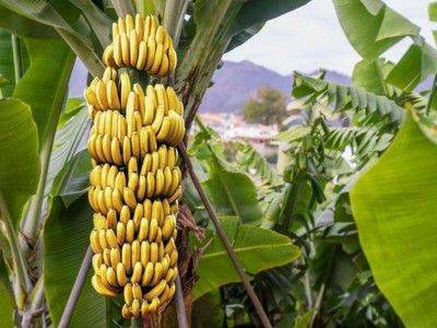 Как и где растут бананы, их польза и сферы применения растения - fikus.guru