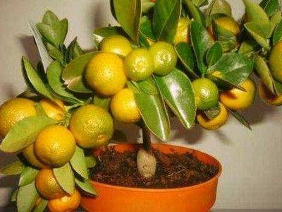 Как вырастить мандарин из косточки в домашних условиях? - fikus.guru