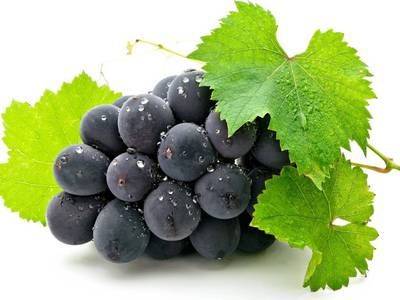 Лечение винограда от болезней и вредителей,признаки - fikus.guru - г. Виноград