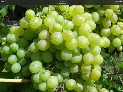 Как вырастить сорт винограда Кеша - fikus.guru - г. Виноград