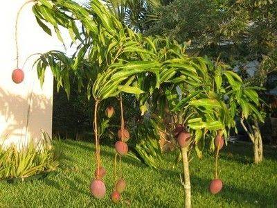 Выращивание в домашних условиях манго из косточки: как растет дерево - fikus.guru - Индия - Мексика - Австралия