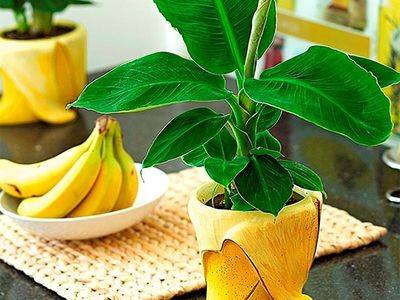 Как выращивают бананы в домашних условиях: описание, посадка - fikus.guru - Шри Ланка - Египет - Сирия