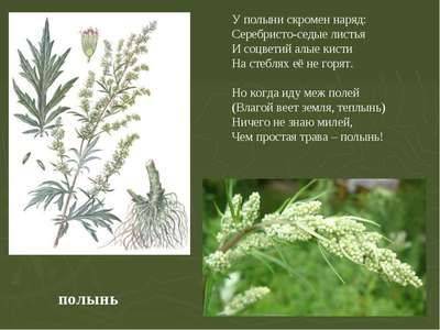Горькая (белая) полынь: внешний вид и польза растения - fikus.guru - Россия