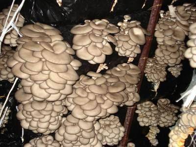 Выращивание разных видов грибов в домашних условиях - fikus.guru
