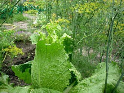 Как сажать листовой салат в открытый грунт семенами и ухаживать за ним - fikus.guru