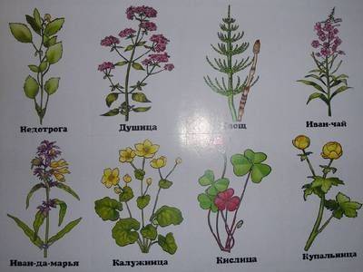 Виды и особенности травянистых растений - fikus.guru