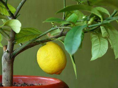 Как привить лимон в домашних условиях - fikus.guru