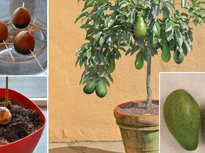 Легко ли выращивать авокадо в домашних условиях? - fikus.guru