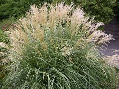 Пампасная трава (кортадерия): описание и выращивание из семян - fikus.guru