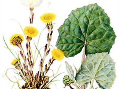 Растение Мать-и-мачеха: целебные свойства цветов и травы - fikus.guru - Франция - Казахстан