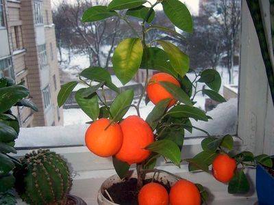 Как вырастить мандариновое дерево в домашних условиях - fikus.guru - Китай - Индия - Апсны