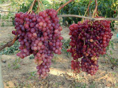 Сорт винограда Виктор: описание, размножение и уход - fikus.guru - г. Виноград