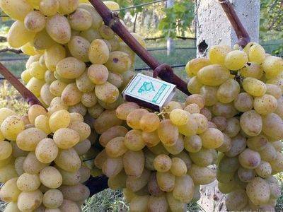 Правила выращивания винограда сорта Юлиан - fikus.guru - г. Виноград