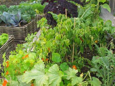 Описание посадки тенелюбивых и теневыносливых овощей для огорода - fikus.guru