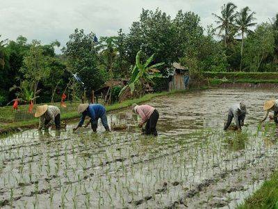 Как растет рис: засеивание рисовых полей, как выращивать рис - fikus.guru