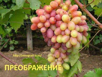 Описание и особенности сорта винограда Преображение - fikus.guru - Россия - Украина - Белоруссия - г. Виноград