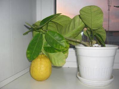 Как выращивать лимон из косточки в комнатных условиях? - fikus.guru