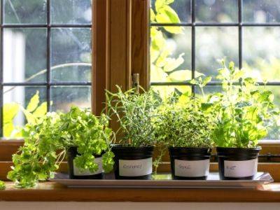 Советы по выращиванию зелени дома на подоконнике - fikus.guru