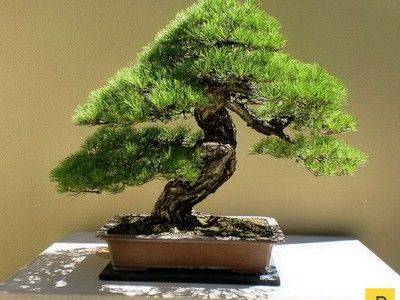 Дерево бонсай: выращивание и уход в домашних условиях - fikus.guru - Китай - Япония