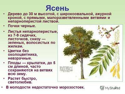 Ясень обыкновенный fraxinus excelsior: описание растения - fikus.guru - Россия
