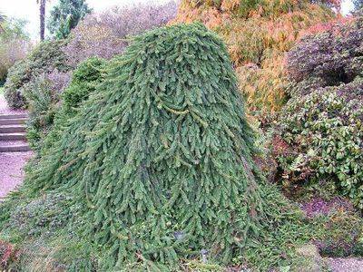 Ель Инверса «Picea abies Inversa» - fikus.guru - Россия
