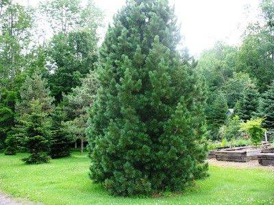 Сосна румелийская (Pinus peuce) и ее виды - fikus.guru