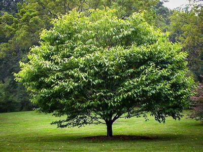 В каких условиях нужно выращивать дерево граб - fikus.guru