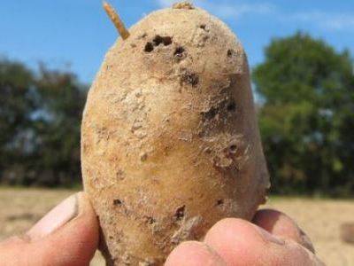 Как бороться с проволочником на картошке в огороде - fikus.guru