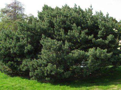 Сосна ватерери: особенности дерева, уход и целебные свойства - fikus.guru - Англия
