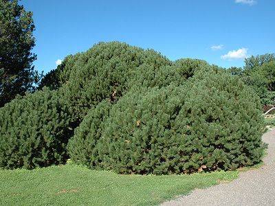 Горная сосна Мугус (Pinus Mugo Mughus) — посадка и уход - fikus.guru