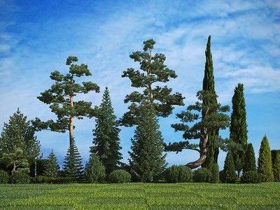 Названия и описание сортов хвойных деревьев - fikus.guru - Сша - Швейцария