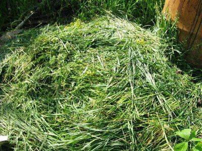 Как сделать зеленое удобрение из травы - жидкий компост в бочке - fikus.guru
