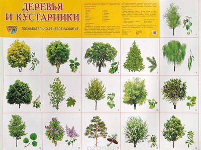 Виды и названия деревьев России и Москвы - fikus.guru - Россия - Москва - Бразилия - Канада