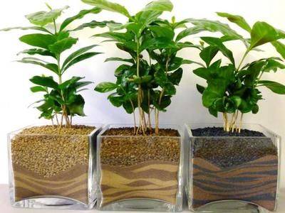 Советы по выращиванию кофейного дерева в домашних условиях - fikus.guru - Бразилия - Мадагаскар