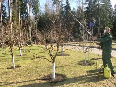 Опрыскивание плодовых деревьев от вредителей весной - fikus.guru