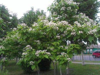 Дерево катальпа: ботаническое описание, посадка и уход - fikus.guru - Китай - Япония