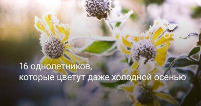 16 однолетников, которые цветут даже холодной осенью - botanichka.ru