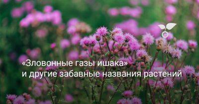 «Зловонные газы ишака» и другие забавные названия растений - botanichka.ru - Sanguisorba