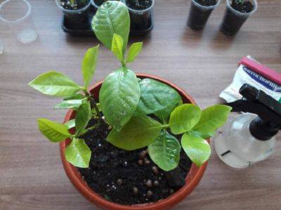 Как исправить заболоченную почву для комнатных растений - plant-growing.com