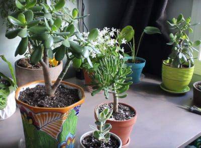 Как пересадить нефритовые растения дома - plant-growing.com