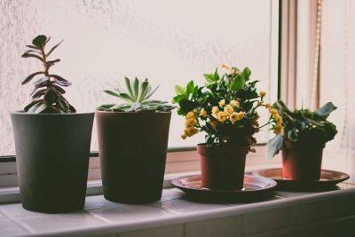 Как помочь комнатным растениям расти здоровыми - plant-growing.com